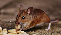 24 Hour & Emergency Exterminators in Mccomb, MS